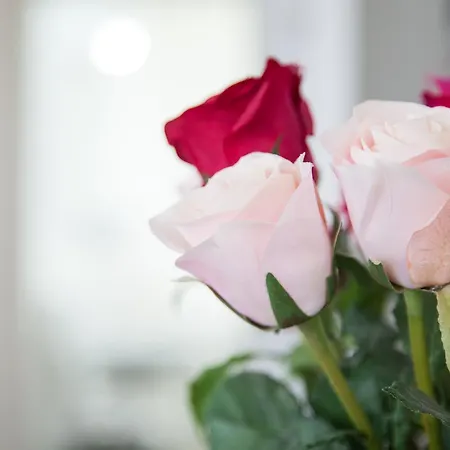 Rosaly Alojamento de Acomodação e Pequeno-almoço